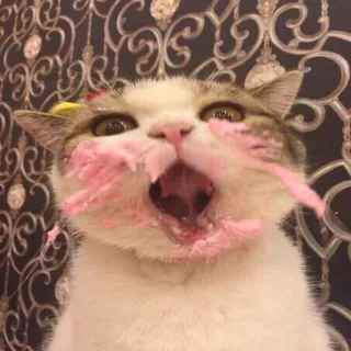 🐱 gato, pastel, rosa, animal, comida, postre, gracioso, dulce telegram sticker