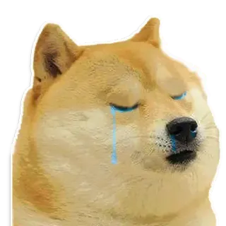 😭 Doge Doge meme telegram sticker