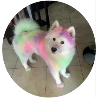 😆 dog, colorful, rainbow, pet, cute, samoyed telegram sticker