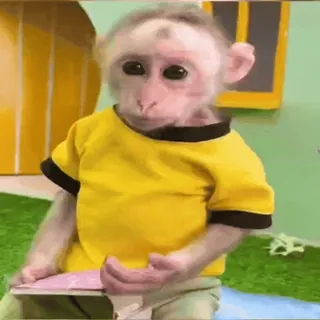 🤔 monkey, animal, cute, funny, primate, yellow shirt whatsapp sticker