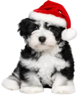🎅 Hund, Welpe, Weihnachten, Weihnachtsmütze, süß telegram sticker