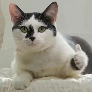 👍 chat, pouce levé, animal, animal domestique, mammifère, animal de compagnie telegram sticker