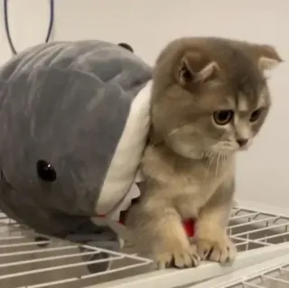 🐾 chat, requin, animal, animal de compagnie, mignon, drôle, déguisement, peluche telegram sticker