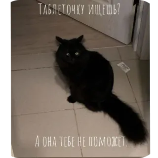 🐱 Таблеточку ищешь? А она тебе не поможет. whatsapp sticker