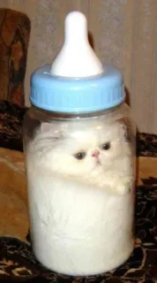 🍼 gato, biberón, gatito, lindo, divertido, mascota, animal telegram sticker