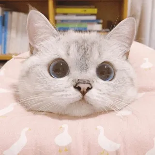 🌧 gatto, carino, animale, animale domestico, gattino, animale domestico telegram sticker