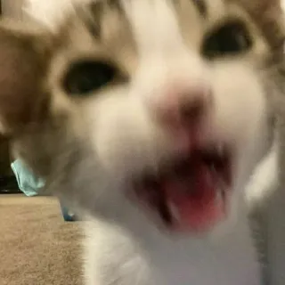 😡 gato, gatito, animal, mascota, lindo, doméstico, felino, mamífero whatsapp sticker