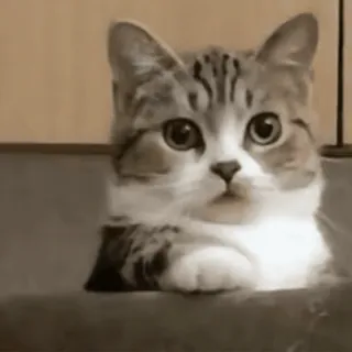 🌞 猫, ペット, 動物, かわいい, 飼い猫, ネコ科 whatsapp sticker