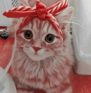 💖 gatto, animale, cerchietto, carino, animale domestico, gatto domestico, gattino telegram sticker