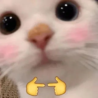 👈 kucing, emoji, meme, imut, binatang, menunjuk, tersipu telegram sticker