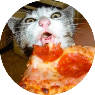 😖 chat, pizza, drôle, animal, nourriture telegram sticker