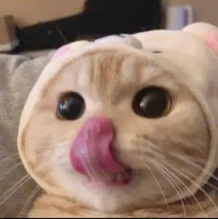 😝 Katze, Kätzchen, lecken, Tier, süß, Haustier, häuslich telegram sticker