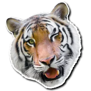 😚 tiger, animal, mammal, cat, wildlife, zoo telegram sticker