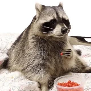 🍔 mapache, animal, lindo, mamífero, fauna whatsapp sticker