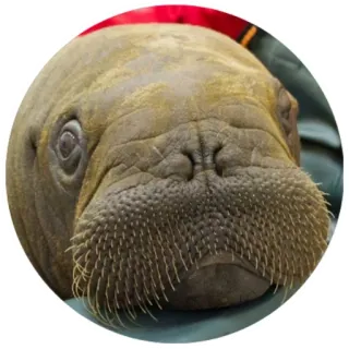 😯 mors, zwierzę, ssak, stworzenie morskie, dzika przyroda telegram sticker