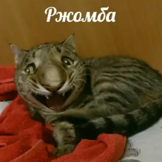 😄 Ржомба 고양이, 웃긴, 밈, 애완동물, 동물 telegram sticker