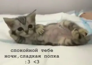 🤍 спокойной тебе ночи, сладкая попка :3 <3 gatinho, gato, fofo, sonolento, boa noite telegram sticker