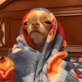 🐾 cachorro, chihuahua, cobertor, fofo, animal, animal de estimação telegram sticker