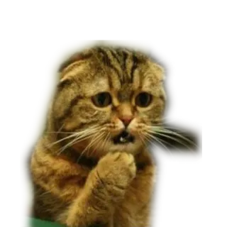🤔 kucing, anak kucing, binatang, lucu, hewan peliharaan, sedih, lucu telegram sticker