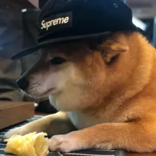 🏷 Supreme chó, shiba inu, mũ, supreme, động vật, thú cưng, thời trang, dễ thương telegram sticker