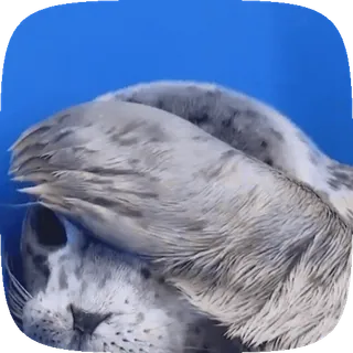 🦭 foka, zwierzę, słodki, ssak morski, dzika przyroda, woda, facepalm telegram sticker