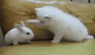 👊 kitten, konijn, dieren, huisdieren, schattig, vriendschap, schattig telegram sticker