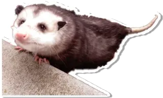 😟 オポッサム, 動物, 有袋類, 野生動物, 哺乳類 telegram sticker