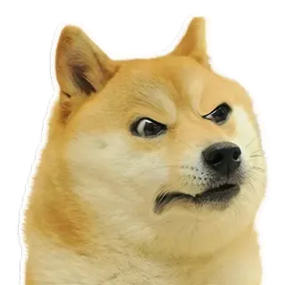 🏵 Doge doge, chó, meme, vui nhộn, động vật, thú cưng telegram sticker