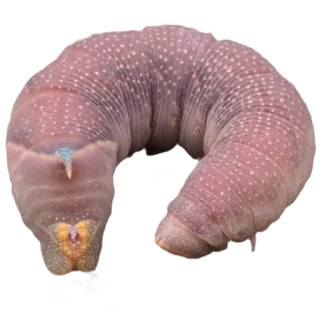 💜 гусеница, насекомое, личинка, дикая природа, животное, природа telegram sticker