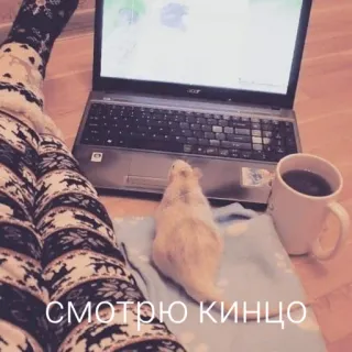 🙃 СМОТРЮ КИНЦО regarder, ordinateur portable, animal de compagnie, rongeur, hamster, détente telegram sticker