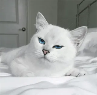 🌝 gato, gato branco, olhos azuis, animal, animal de estimação, felino, fofo whatsapp sticker