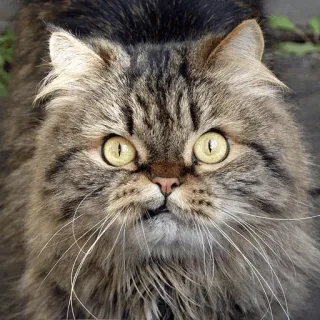 😡 gato, animal de estimação, animal, felino, gato doméstico, mamífero, gato de pelo comprido whatsapp sticker