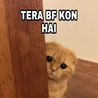 🍁 TERA BF KON HAI Katze, spähen, lustig, Meme, Freund telegram sticker