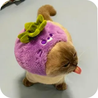 🧸 Katze, Tier, süß, Kostüm, lustig, lila, Rübe telegram sticker