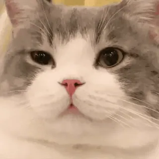 🐱 cat, pet, animal, cute, mammal, feline whatsapp sticker