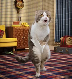 🙀 gatto, in piedi, divertente, animale, posa, meme telegram sticker