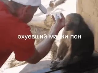 🌟 охуевший ма ки пон macaco, animal, zoo whatsapp sticker