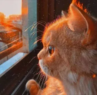 ❤ gato, puesta de sol, ventana, mascota, animal, gato naranja, gato doméstico whatsapp sticker