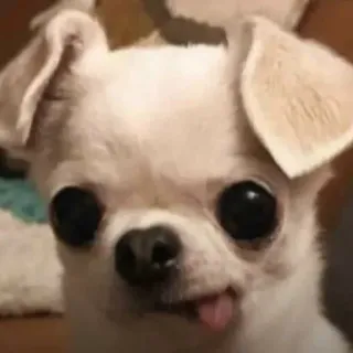 😋 hond, chihuahua, dier, huisdier, schattig, grappig, tong, kleine hond telegram sticker