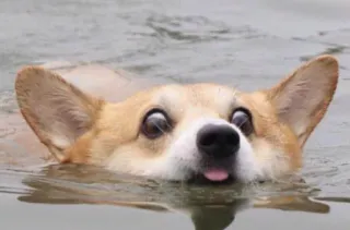 😮 corgi, dog, swimming, funny, animal, water telegram sticker