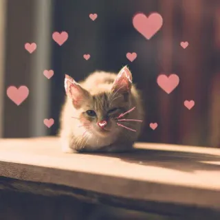 🥰 кот, котенок, сердечки, любовь, милый, очаровательный, животное, питомец telegram sticker