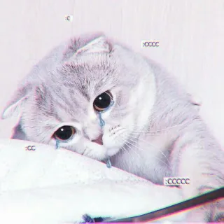 🍓 :c :cccc gato, triste, llorar, lágrimas, lindo, mascota, animal telegram sticker