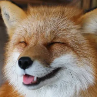 🦊 whatsapp sticker
