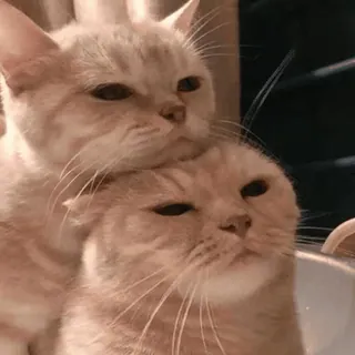 🥰 katzen, tiere, haustiere, süß, stapel, freundschaft, haustiere telegram sticker