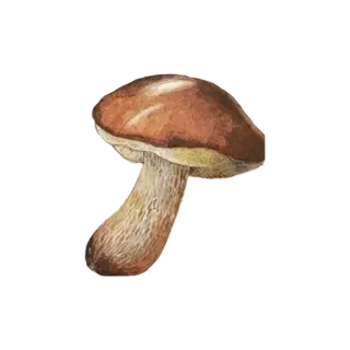 🍄 버섯, 그물버섯, 균류, 자연, 음식 telegram sticker