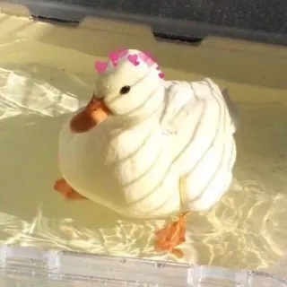 🥰 duck, cute, water, animal, bird, hearts whatsapp sticker