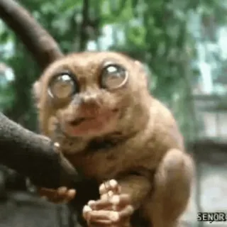🌟 Koboldmaki, Tier, süß, Primaten, Wildtier telegram sticker