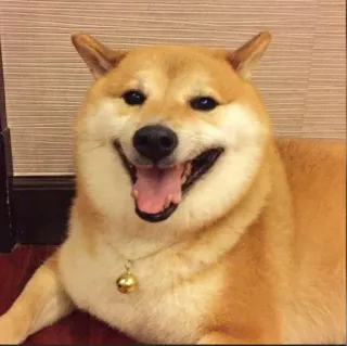 ❤️ dog, shiba inu, pet, animal, cute, smiling, happy telegram sticker