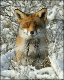 🦊 fuchs, tier, winter, schnee, wildtier, natur telegram sticker