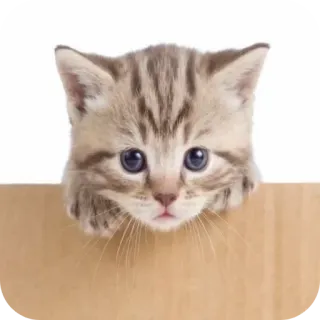 🐱 Katze, Kätzchen, süß, Tier, Haustier, Katzenartig, Kiste telegram sticker
